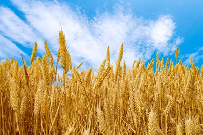 Пшеничное поле пшеница изображение_Фото номер 501339865_JPG Формат  изображения_ru.lovepik.com