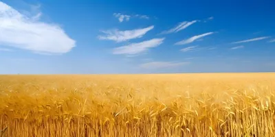 Пшеница небо Изображения – скачать бесплатно на Freepik