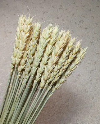 Пшеница – купить онлайн на Ярмарке Мастеров – SV96IRU | Цветы сухие и  стабилизированные, Верхнеяркеево