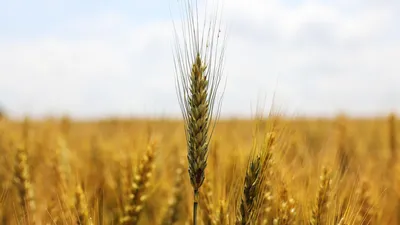 Пошлина на экспорт пшеницы составит 4600 рублей за тонну - РИА Новости,  01.07.2022
