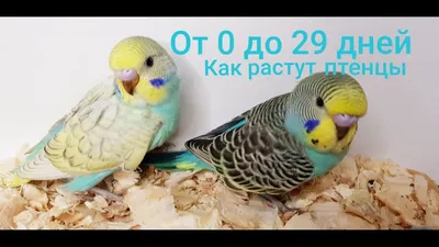 КАК РАСТУТ ПТЕНЦЫ ВОЛНИСТЫХ ПОПУГАЕВ ОТ 1 ДО 29 ДНЕЙ! - YouTube