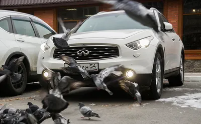 Смерть под колесами: почему голуби перестали бояться машин? - Рамблер/авто