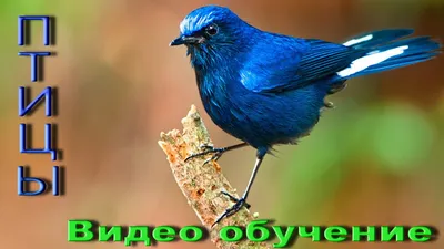 Птицы. Видео обучение. Пение птиц. Учим птиц. Названия птиц. Голоса птиц.  Звуки птиц. - YouTube