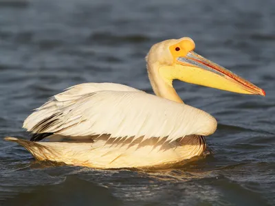 Розовый пеликан - eBird