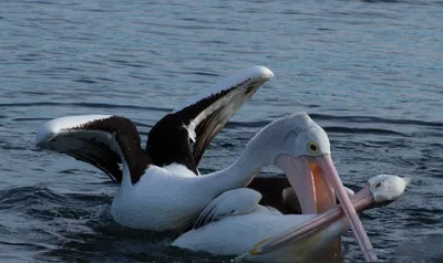 Большой белый пеликан pelecanus onocrotalus, также известный как розовый  пеликан, — птица семейства пеликанов. | Премиум Фото