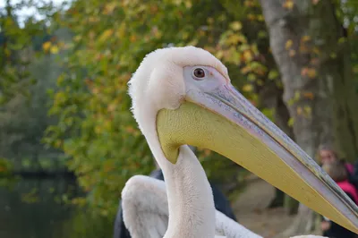 Пестроклювый пеликан / Pelecanus philippensis птица фото голос