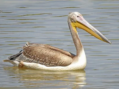 Розовый пеликан - eBird