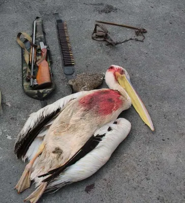 White Pelican. - Американский белый пеликан[1] (лат. Pelecanus  erythrorhynchos) — птица семейства пеликановых. Уроженец Северной Амери… |  Pelican, Pet birds, Bird