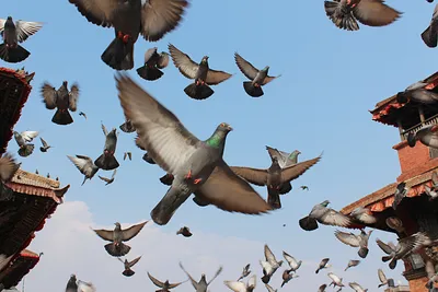 Голубь: 10 особенностей «птицы мира», которые отталкивают от неё многих  натуралистов | Приключения натуралиста | Дзен