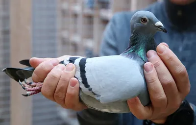 Гоночного голубя из Бельгии продали за рекордные 1,9 миллиона долларов -  KP.RU