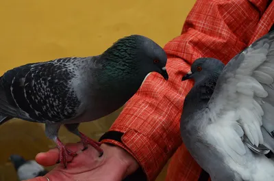 Птицы несчастья: эпидемиологи обнаружили у голубей опасную болезнь
