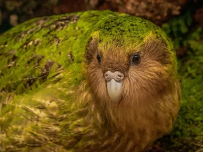Зелёный голубь – загадочная птица острова Кунашир