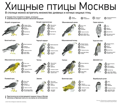 Птицы московской области - 77 фото