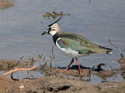 Чибис (Vanellus vanellus). Фото на сайте \"Грибы: информация и фотографии\"