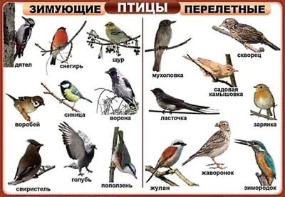 Птицы москвы с названиями фото