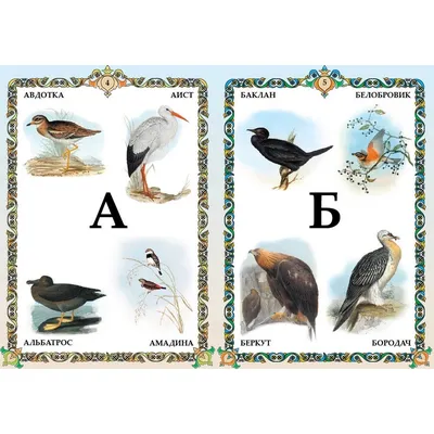 Картинки с надписью птицы по алфавиту от а до я (46 фото) » Юмор, позитив и  много смешных картинок