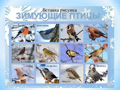 Картинки с названиями зимующих птиц (19 лучших фото)