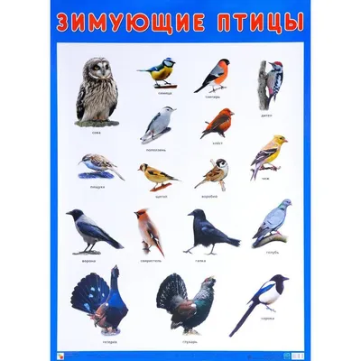 Картинки про зимующих птиц (49 фото ) — Забавник