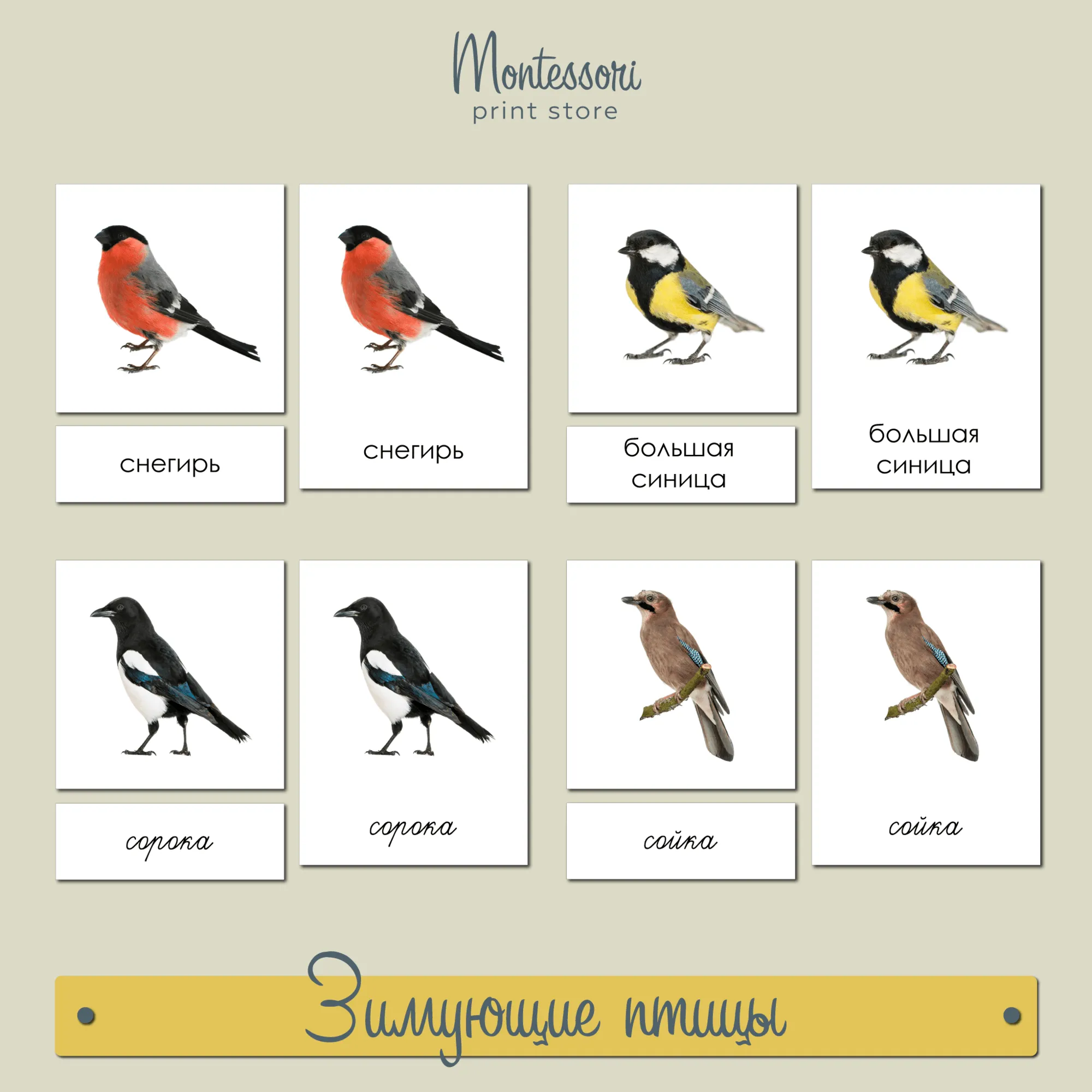 Птицы России с названиями