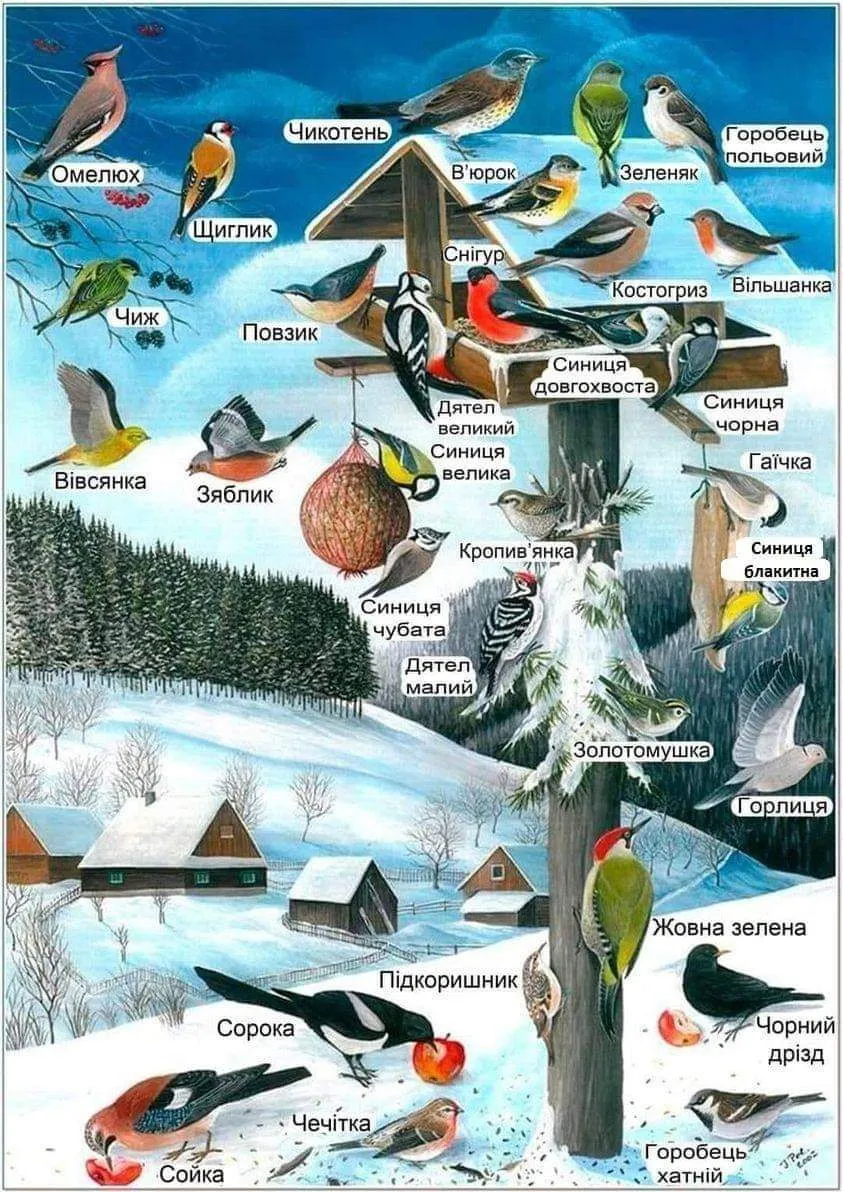 Природоведение кормушки для птиц