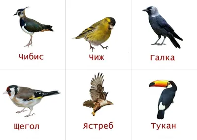 Картинки с надписью птицы по алфавиту от а до я (46 фото) » Юмор, позитив и  много смешных картинок