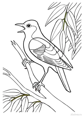 Раскраски «Перелетные птицы» для детей с названиями распечатать