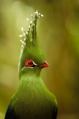 Самые красивые экзотические птицы (12 фото) | ЗооБлог