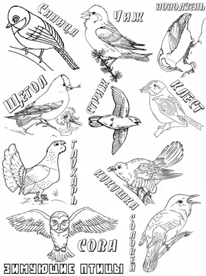 Раскраски Зимующие птицы с названиями (39 шт.) - скачать или распечатать  бесплатно #18492