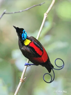 Самые красивые экзотические птицы (12 фото) | ЗооБлог