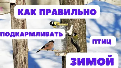 Все зимующие птицы: названия, картинки, описание