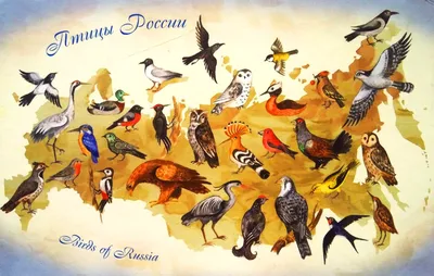 Птицы России | lemur59.ru