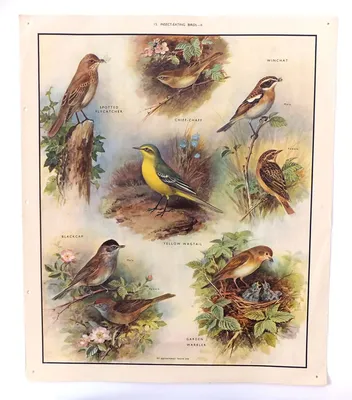 Плакат птицы (30 фото) скачать
