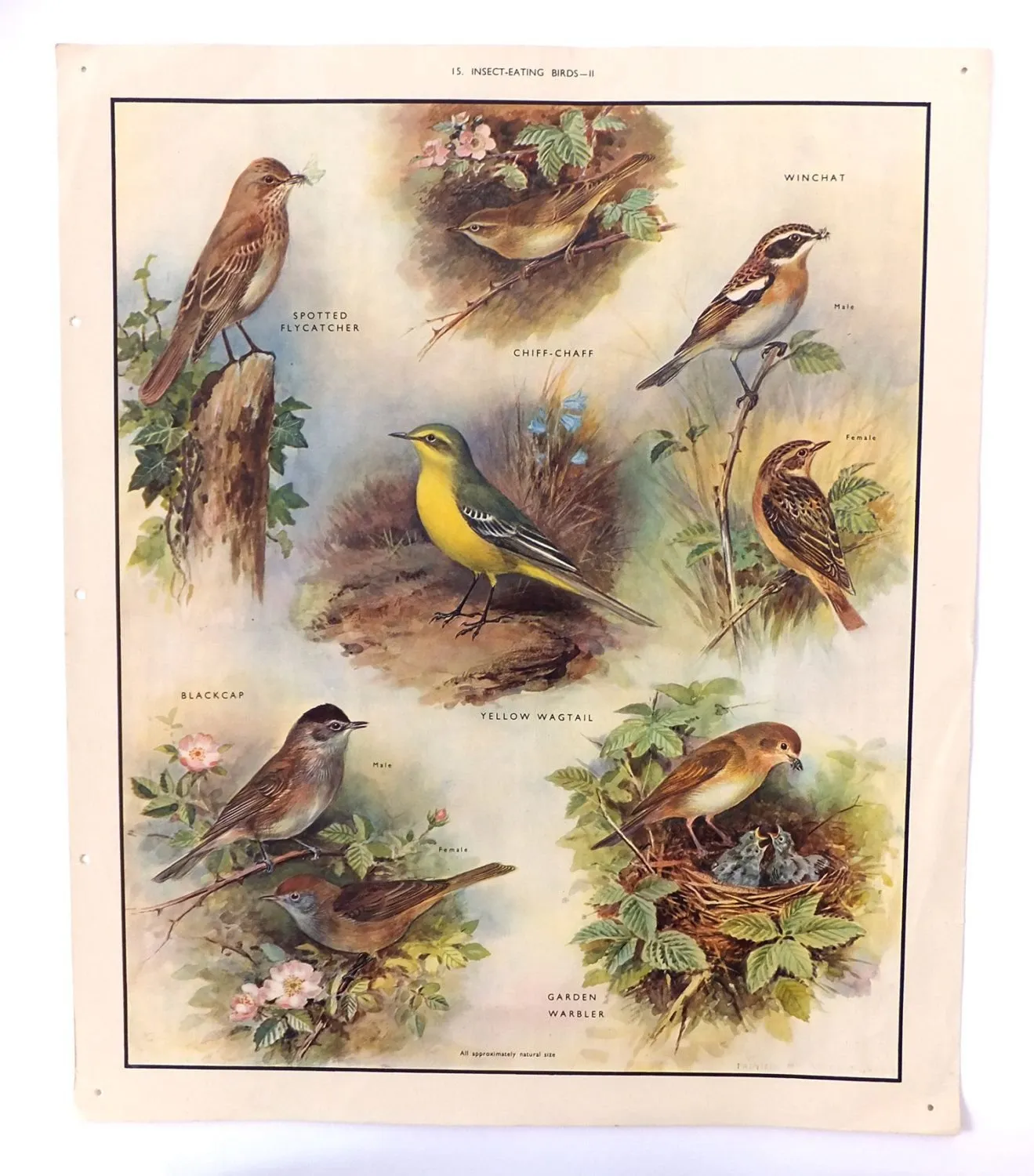 Постер птицы. Постеры с птичками. Плакат птицы. Птичка с плакатом. Птицы винтажный плакат.