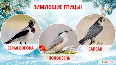 Картинки с названиями зимующих птиц (15 фото) скачать бесплатно