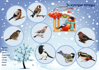 Картинки птицы зимующие в городе - 77 фото