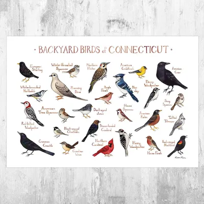 Плакат птицы (30 фото) скачать