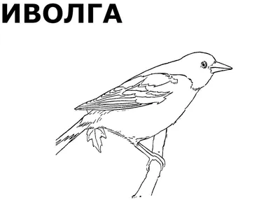 Раскраски Перелётных птиц распечатать или скачать бесплатно в формате PDF.