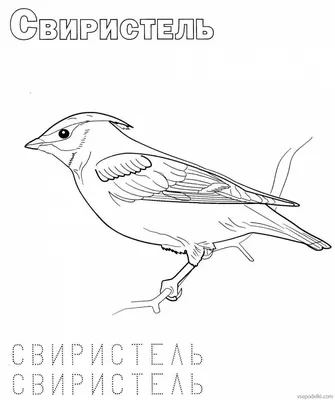 Раскраски Зимующие птицы с названиями (39 шт.) - скачать или распечатать  бесплатно #18492