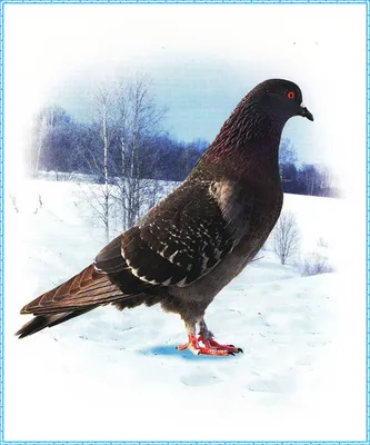 Птицы Удмуртии фото с названиями и описанием - подборка картинок