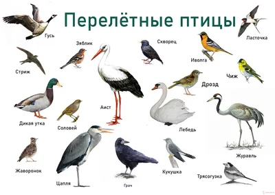 Перелетные птицы татарстана - 32 фото: смотреть онлайн