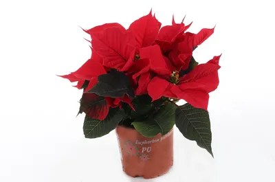 Пуансетия (Poinsettia)