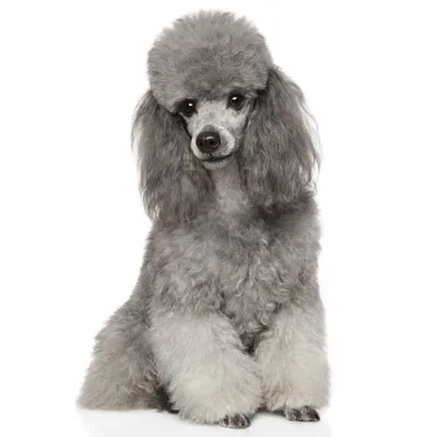 Пудель миниатюрный (карликовый) - все о собаке, 6 минусов и 10 плюсов породы