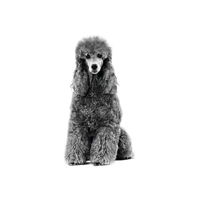 Пудель - фото породы собаки, характеристика и описание характера пуделя |  Royal Canin