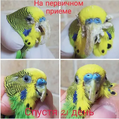 Опухоль у попугая на животе | Форумы о попугаях Parrots.ru