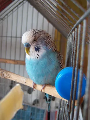 Попугаи - домашние породы - Попугай Жако (African Grey Parrot) Жако, или  серый попугай относится к семейству попугаевые, и на сегодняшний день это  единственный вид из рода тупохвостые попугаи. Такая птица отличается