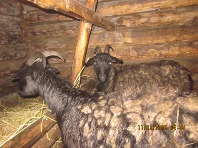 Кашмирские пуховые козы: Почему легендарный кашемир такой дорогой? А ведь  эти козы дают ещё более элитную ткань | Пикабу