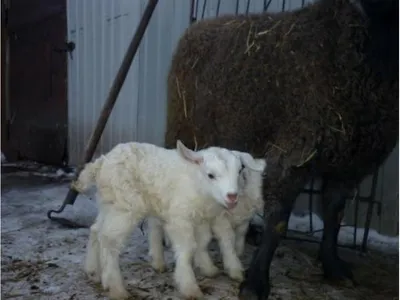 NoviStem_Bovi: Животные под защитой - Порода кашмирских коз 🐐  Продуктивность: пуховое направление Пух кашмирских коз применяют для  изготовления элитных шалей и платков, а также комплектов постельного белья  самого высокого качества. Стрижку коз