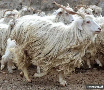 Купить козы пуховые Белогорск оптом и в розницу по низкой цене