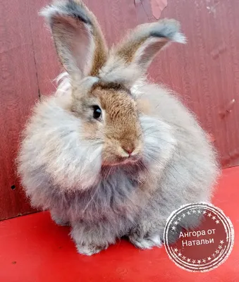 Идеи на тему «Гигантские пуховые кролики породы Немецкая Ангорa Angora  bunny Angora rabbit» (110) | кролик, пряжа, немецкий