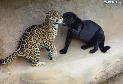пума и пантера разница: 4 тыс изображений найдено в Яндекс.Картинках |  Melanistic animals, Black jaguar animal, Melanistic